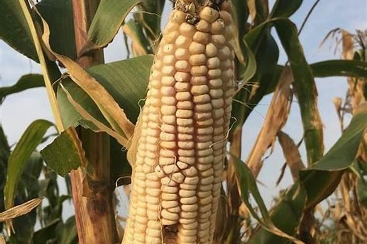 化肥施用过量的5大危害,你知道吗？