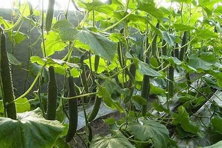 黄瓜膨果期用什么冲施肥效果好？