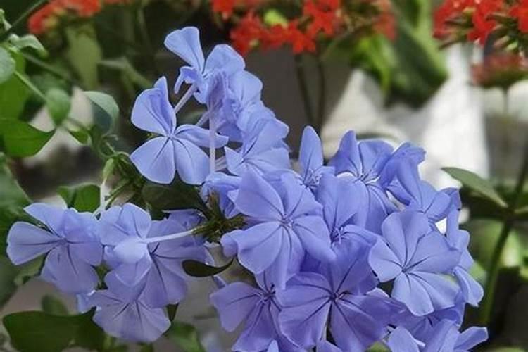 茉莉花最忌讳三种肥料