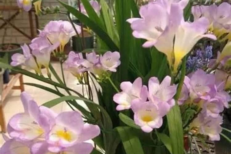 谢找蓝为什么光长节不开花