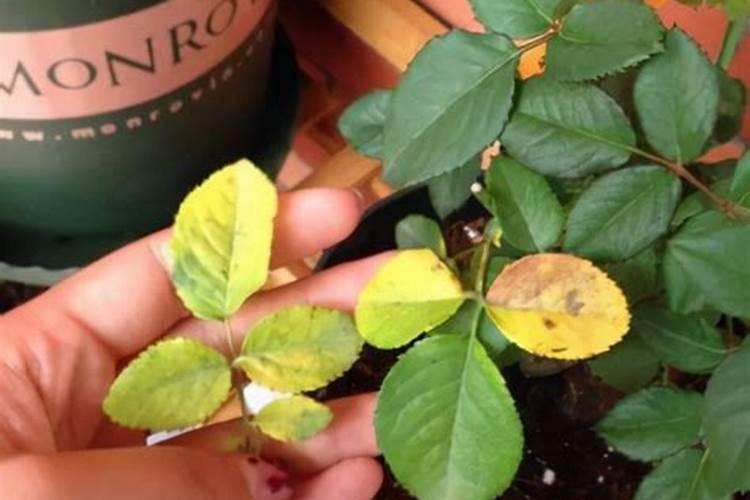 植物黄叶烂叶赶紧治!否则花活不久了