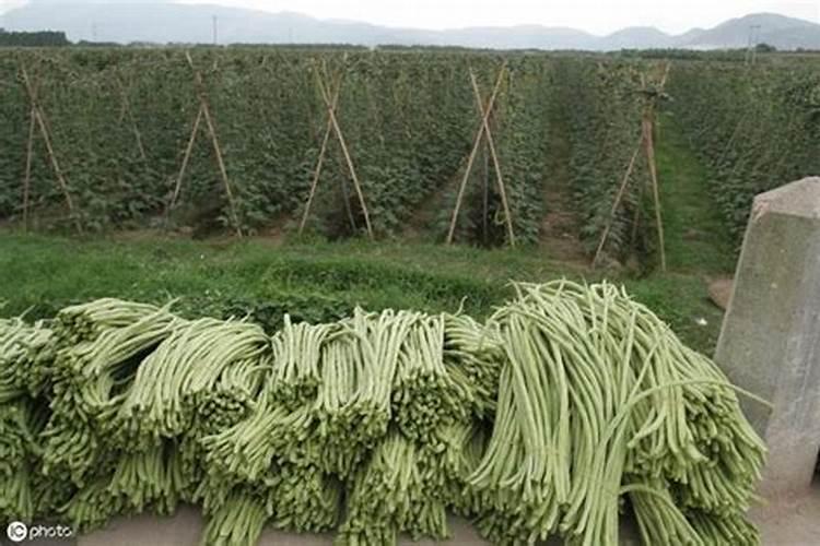 想要种植优质豆角,应该如何做好水肥管理呢？