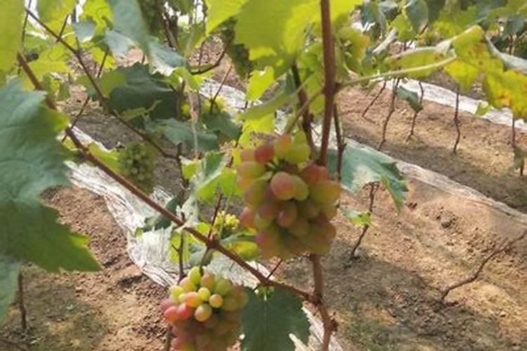 葡萄小苗怎么冲施肥最好用？