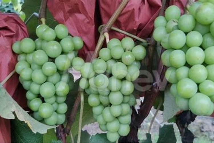 葡萄田追施肥能用矿源吗？一亩地冲施多少矿源增产效果好