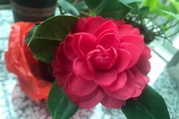 我想请教下五色赤丹茶花怎么养？