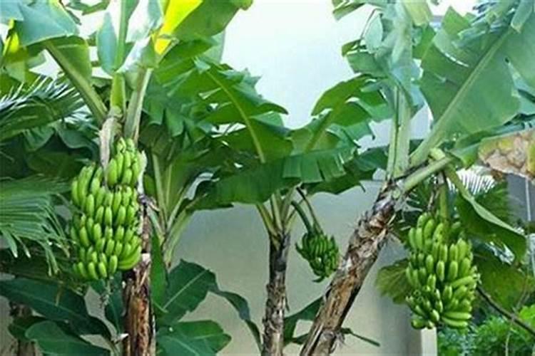 种植香蕉的管理和施肥技术