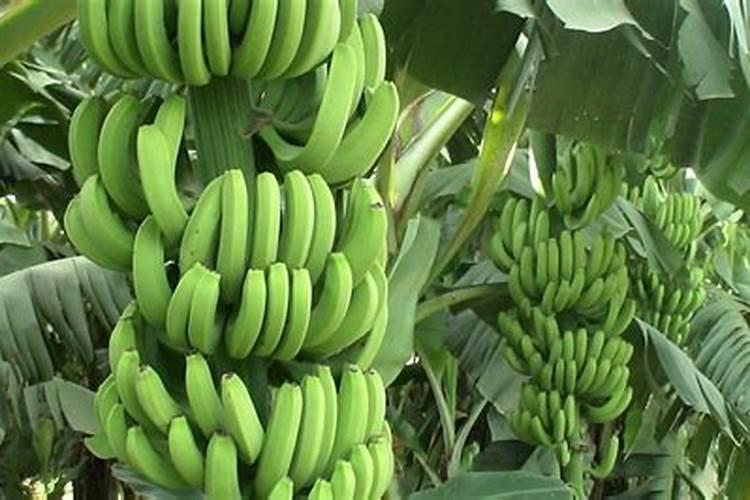香蕉种植技术