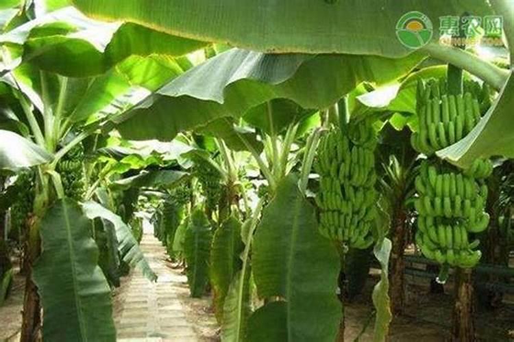 香蕉种植管理技术