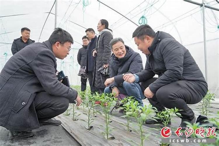 芸苔素在辣椒上能抗寒抗冷吗？