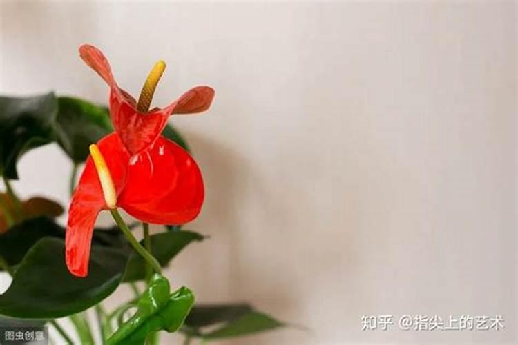 红掌施什么肥好