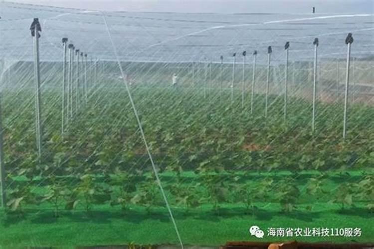 不打农药照样增产50%!大棚蔬菜防虫新招