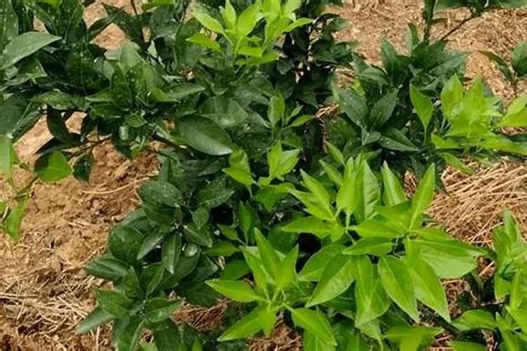 下久了雨,脐橙落叶怎么办？