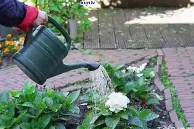 普洱茶能浇花吗