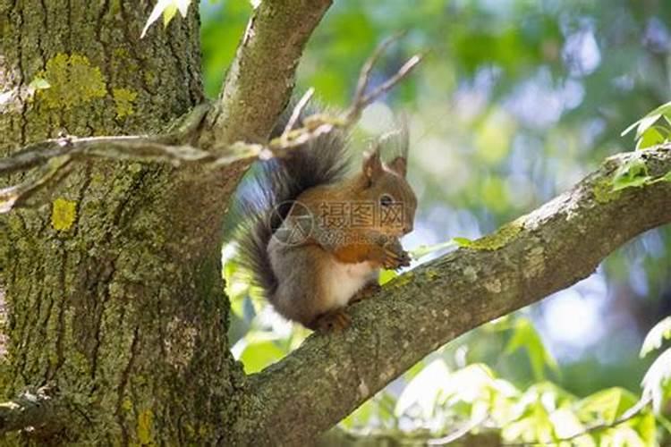 种了核桃树有松鼠怎么办