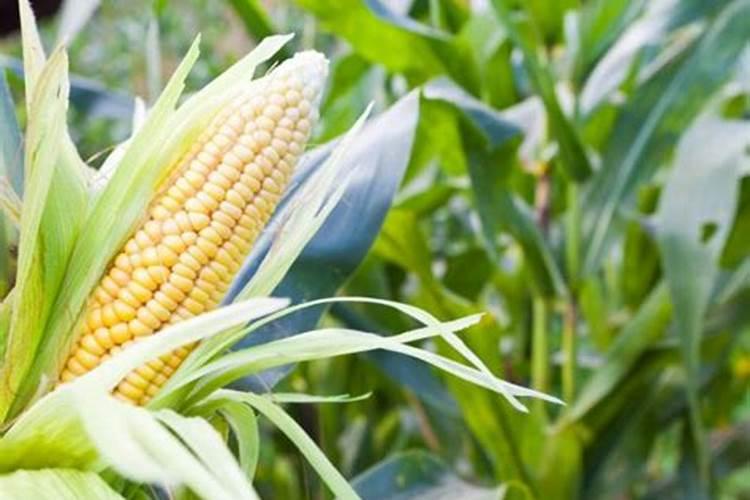 玉米控旺药能和叶面肥混用吗