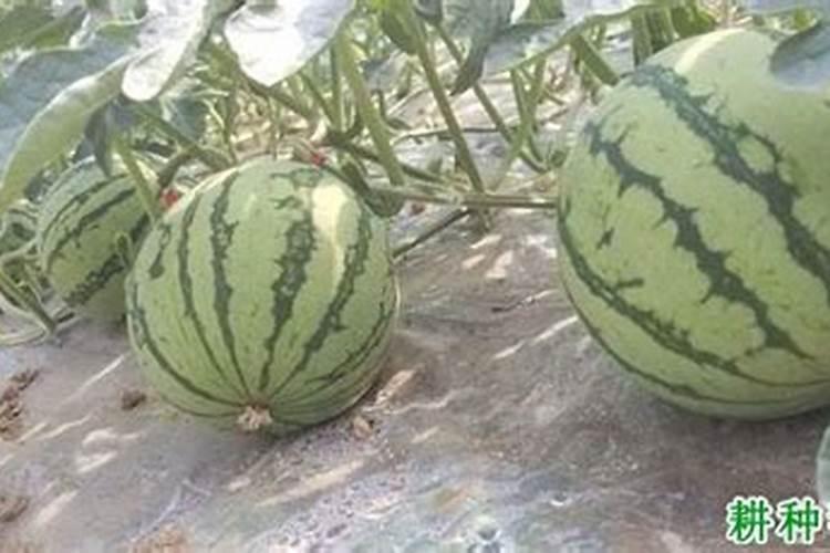 无公害西瓜的施肥技术有哪些？