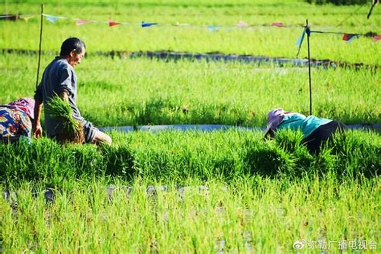 水稻移栽后几天施肥