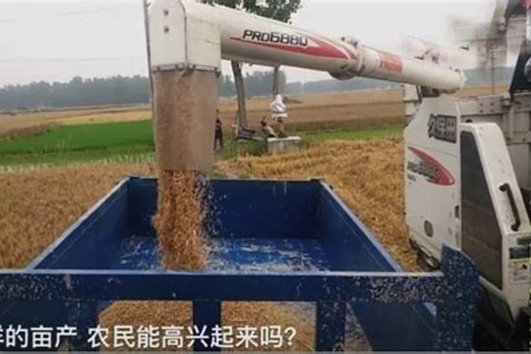 种小麦一亩地需几斤颗粒棚