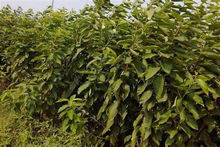 厚强李子苗基地告诉您下李子树开花前什么时候施肥,施什么肥好