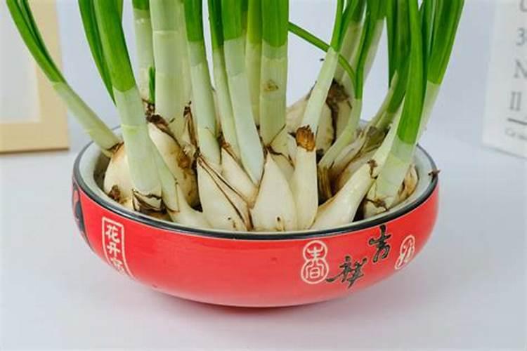 刚刚种下的花可以施肥吗？