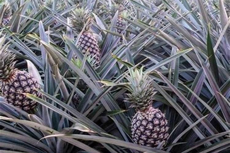 刚种植的凤梨可以施肥吗？