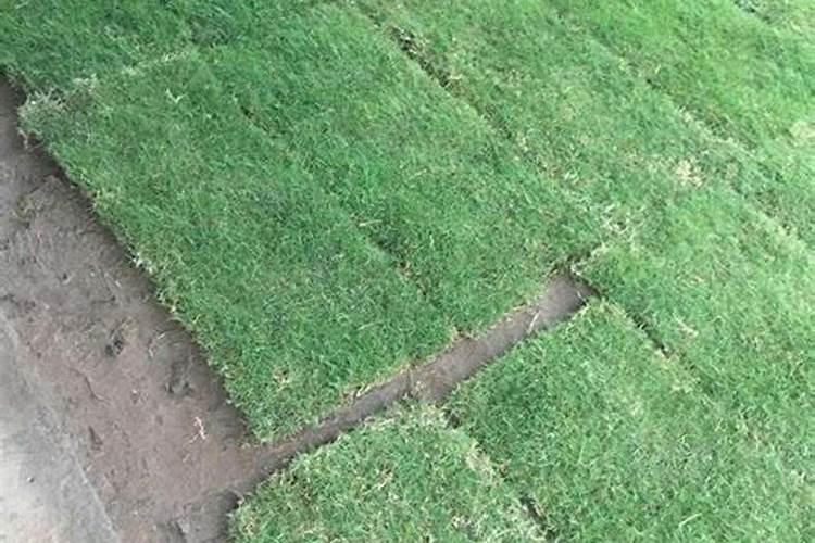 马尼拉草皮如何施肥