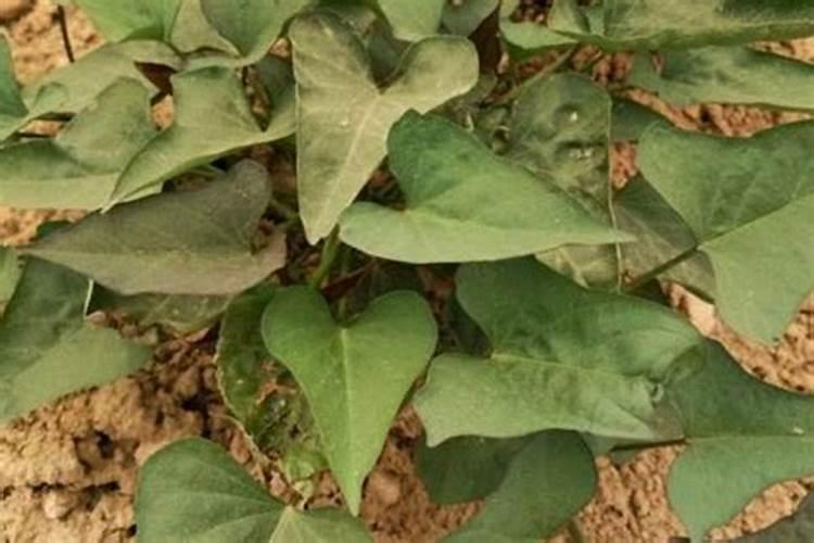 红薯施钾肥能否用草木灰代替？