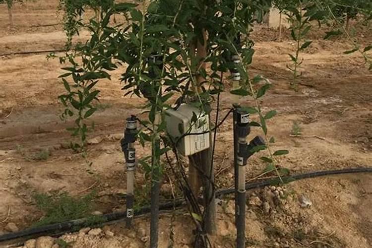 什么植物最需要水肥和氮肥呢？