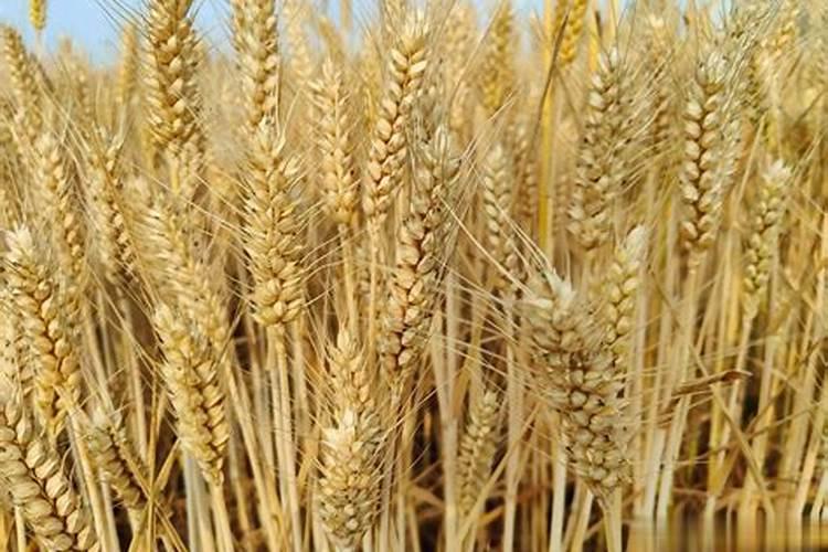 种小麦亩产使用多少的氮肥呢？