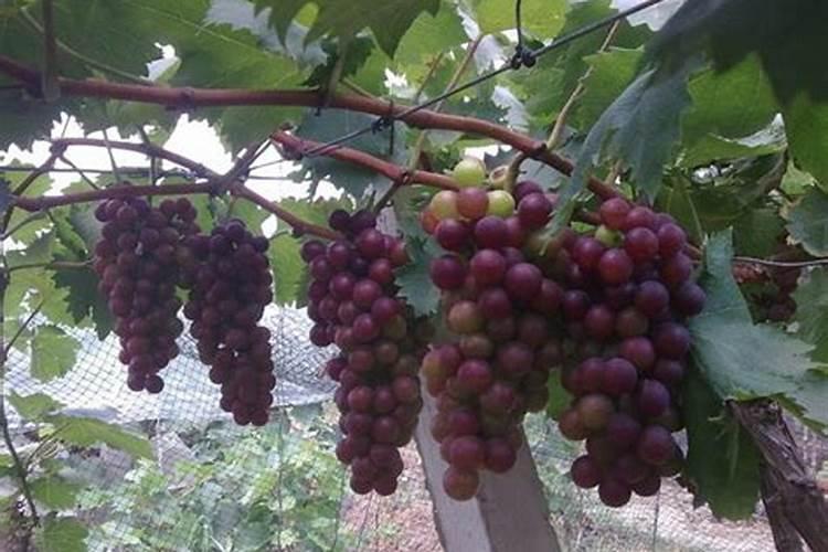 葡萄落果会影响经济效益,引起葡萄落果的原因及防治方法是什么？