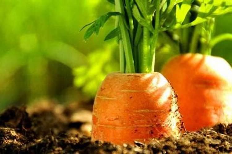 秋萝卜要想达到优质高产,应该如何进行种植？