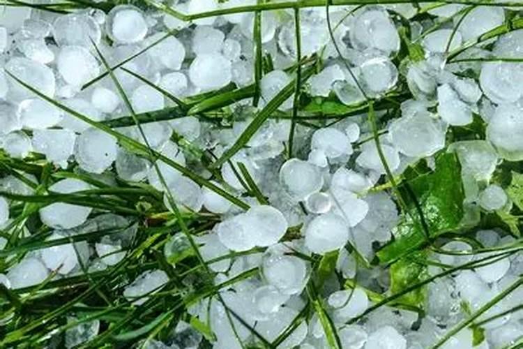 葵花叶子让雹子打了打点什么