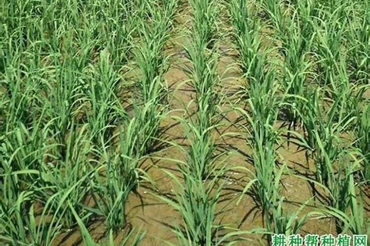 高温水稻晒田的详细步骤