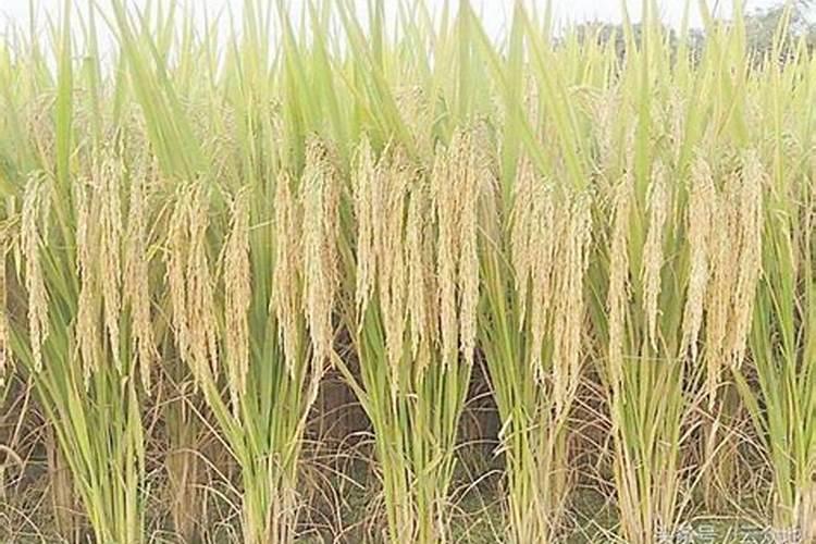 水稻抽穗成功养正还能用吗？