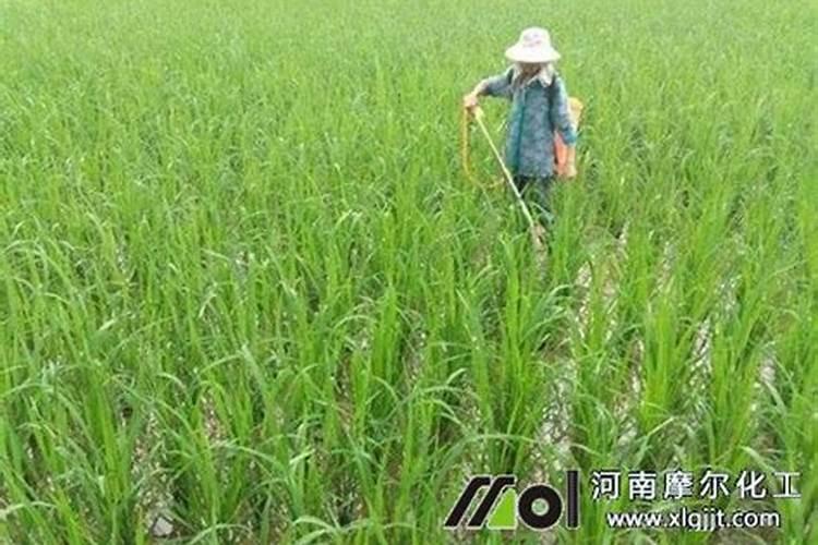 水稻用什么样叶面肥好一点？