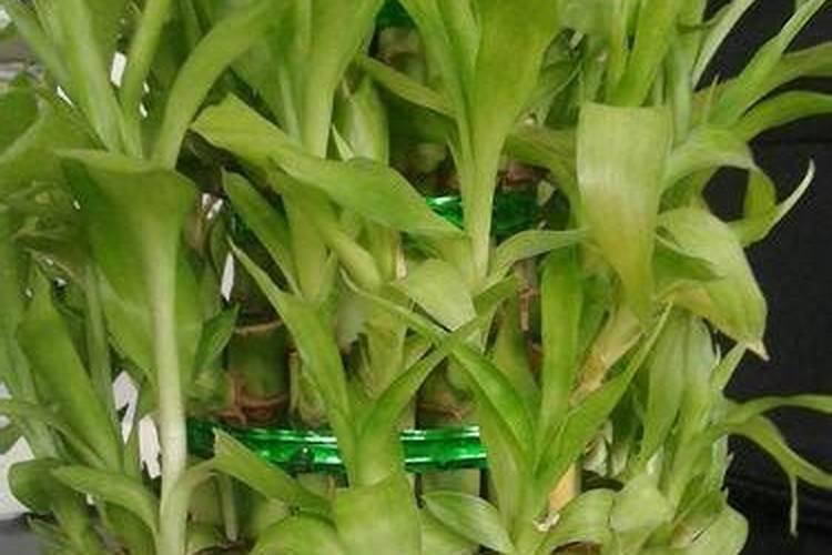 富贵竹浇什么肥料合适