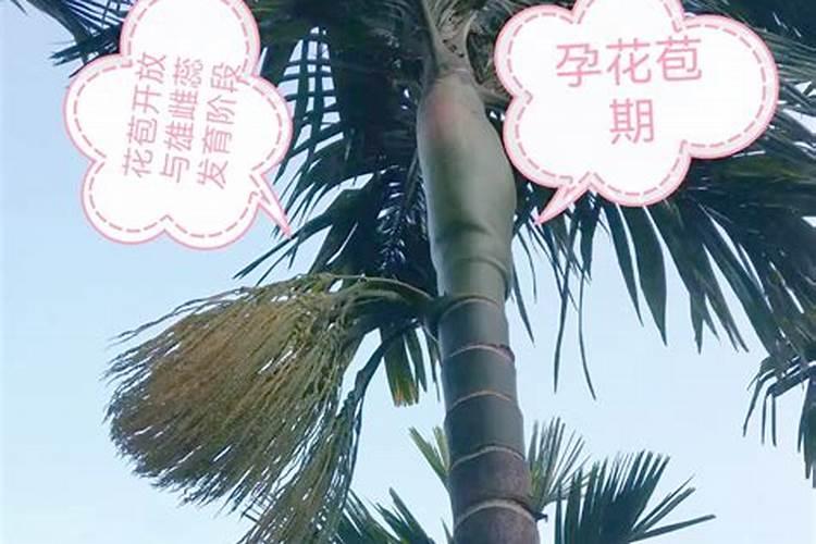 槟榔树保花保果用什么农药