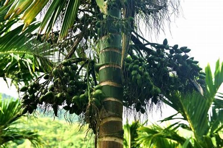 硼砂对槟榔树有什么作用