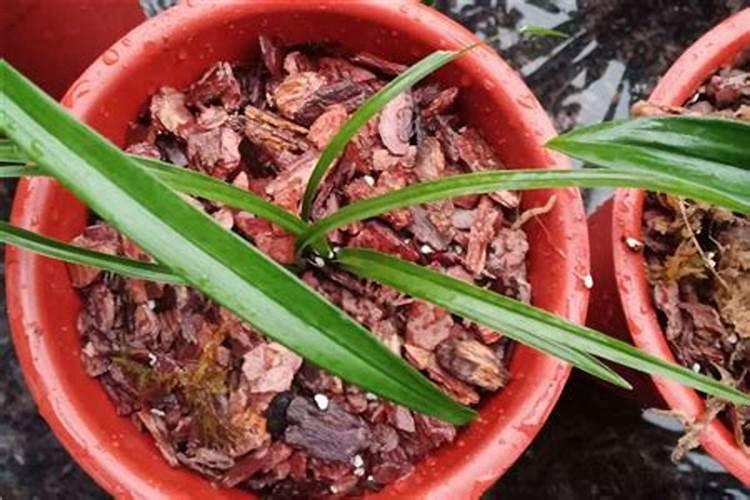 如何判断兰花缺水缺肥,如何补水补肥