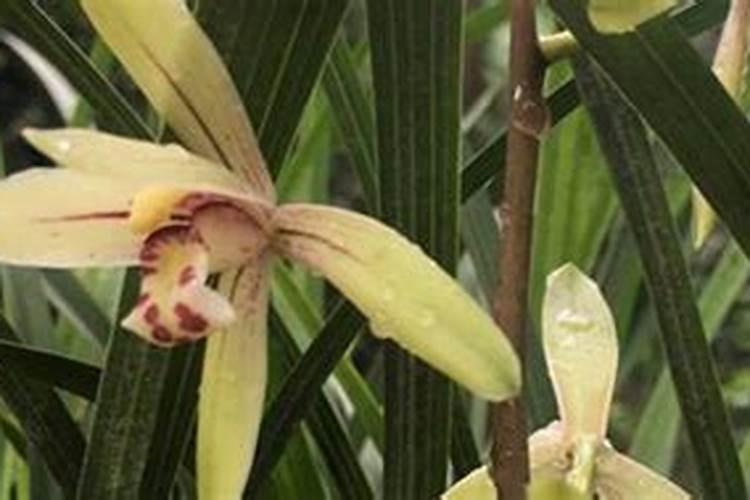 栽种的兰花叶子枯萎卷叶了怎么办