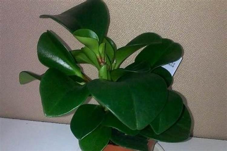 青叶碧玉需什么肥料