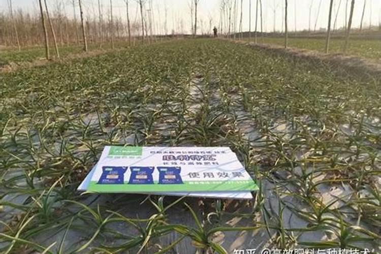 大蒜叶面施肥,大蒜叶面施肥方法是什么？