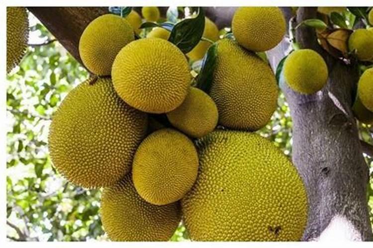 干包树菠萝挂果45斤后落果,是什么原因？如何防治？