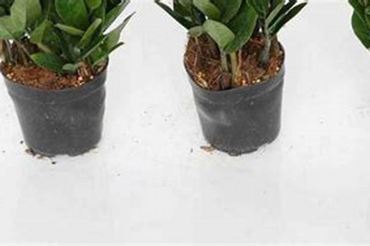 金钱树移盆后几天能施肥