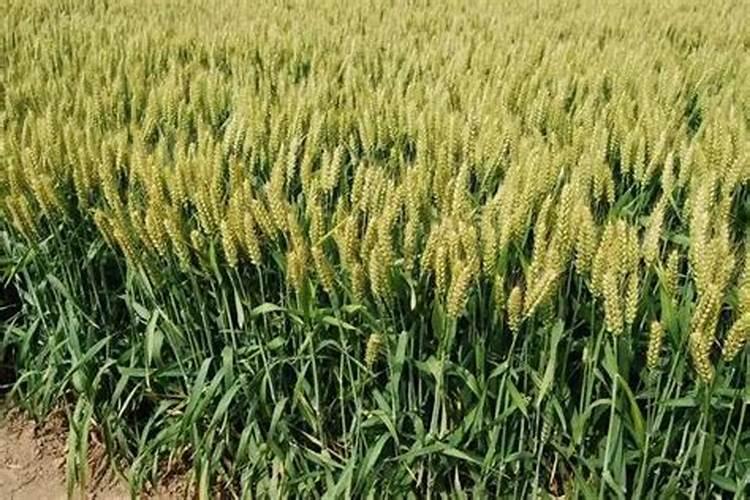 锐超麦小麦拔节后能用吗