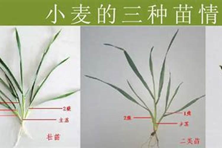 促进小麦分蘖的方法