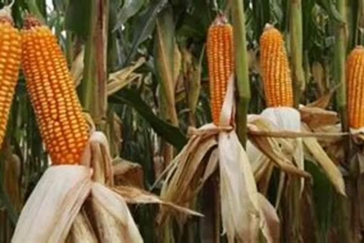 玉米灌浆期打什么叶面肥