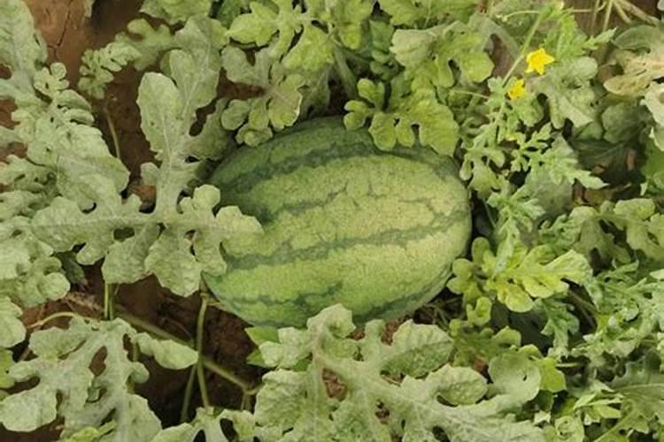 西瓜不甜能浇钾肥吗为什么？