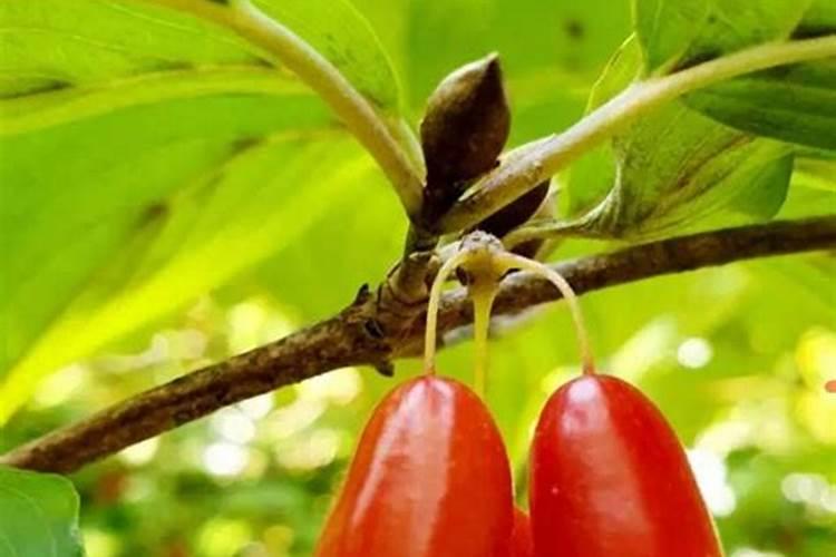 茱萸是氮肥还是效肥呢？