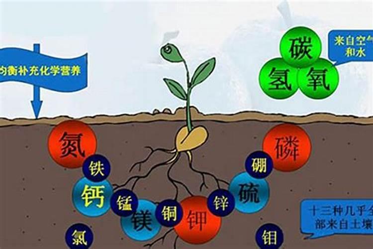 肥料三要素对山茱萸的产量有哪些影响？